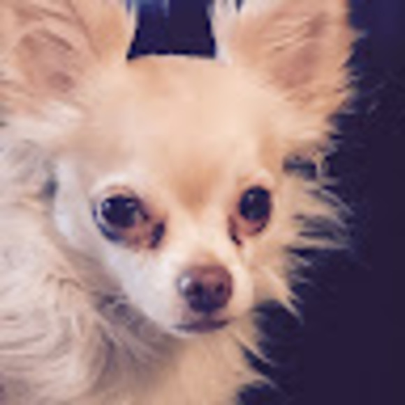 Meet your Posher, Malia - Picture 1 of 1